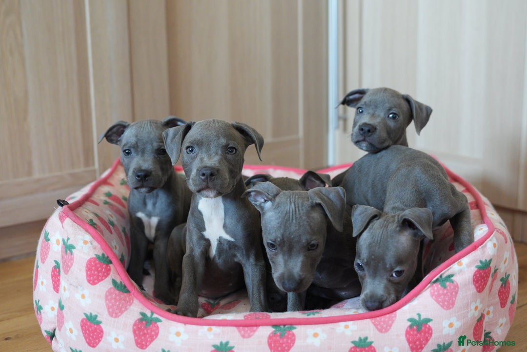 Staffordshire Bull Terrier dogs for sale: 🧸 Adorable Staffy puppies 🧸 - Image 1
