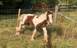 Irish Cob horses for sale: Chunky Chesney - Skewbald Colt  - Image 10