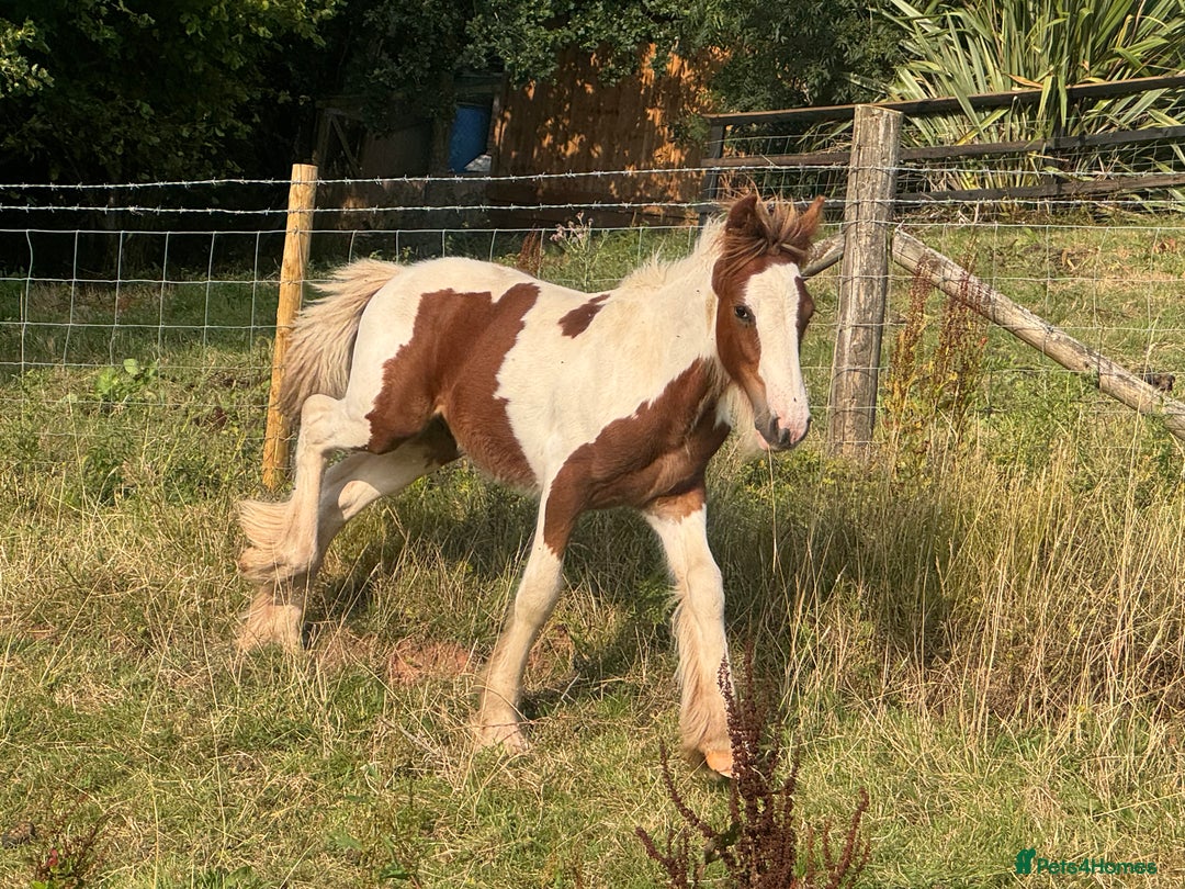 Irish Cob horses for sale: Chunky Chesney - Skewbald Colt  - Image 10
