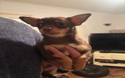 Chihuahua dogs for sale: Chihuahua boys - Advert 1