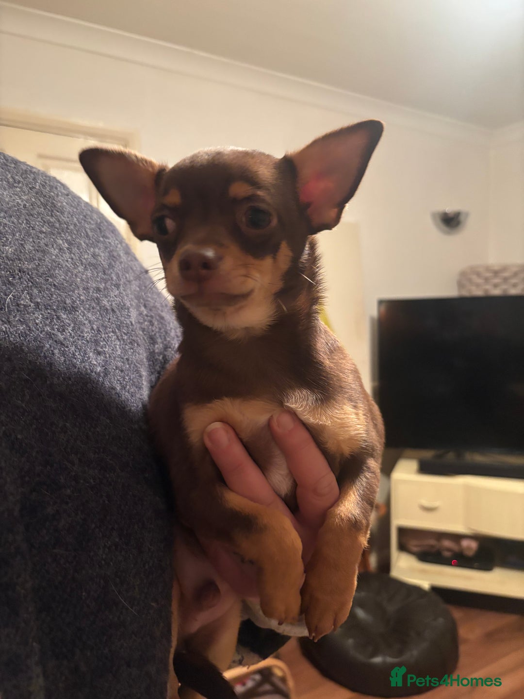 Chihuahua dogs for sale: Chihuahua boys - Advert 1