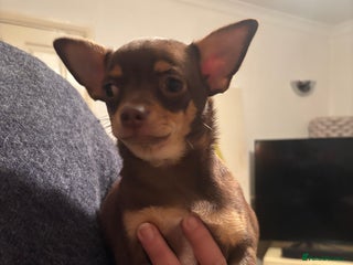 Chihuahua dogs for sale: Chihuahua boys - Advert 1