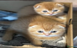 Scottish Fold cats for sale: Golden Scottish fold kittens - Image 6