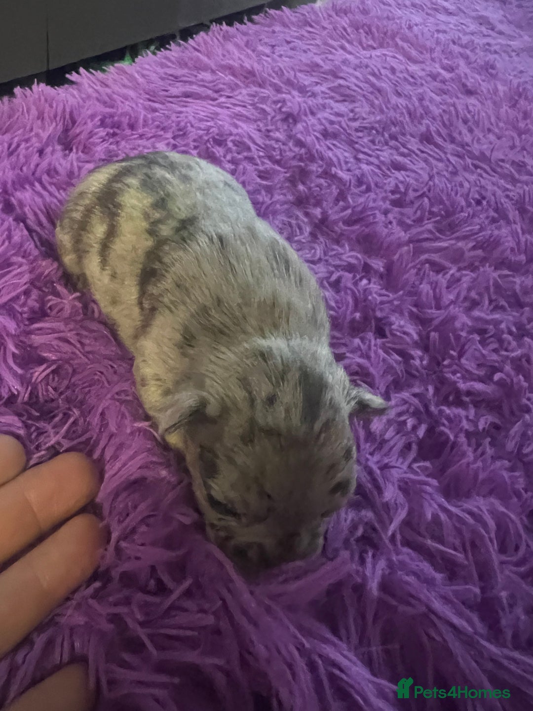 French Bulldog dogs for sale: French bulldog  - Advert 7