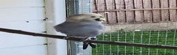 Budgerigars birds for sale: 9 x budgies to go together - Advert 8