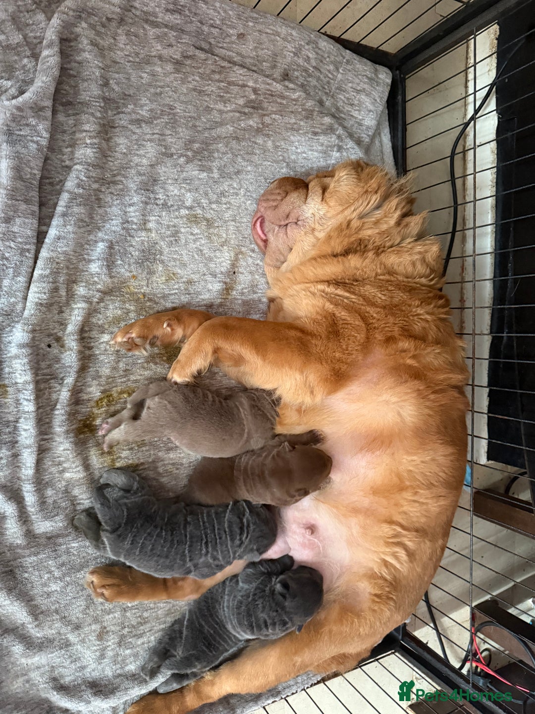 Shar Pei dogs for sale: 3 beautiful shar Pei puppy’s  - Image 2