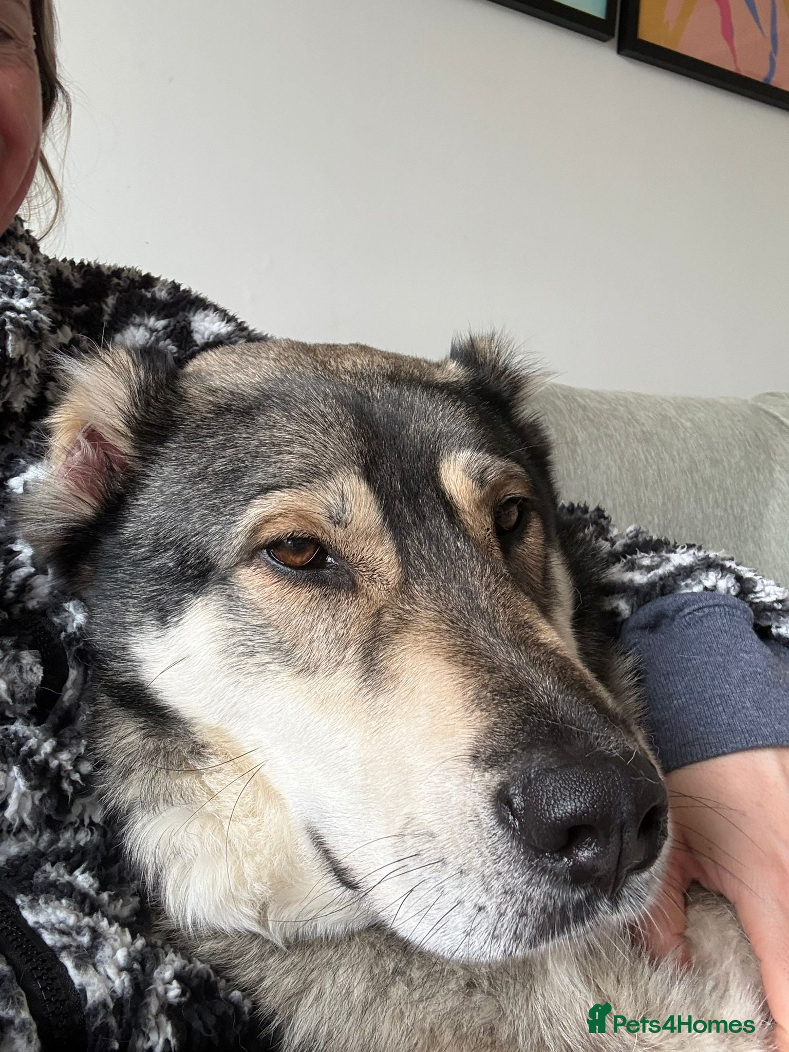 Mixed Breed dogs Beautiful Kira - Advert 1