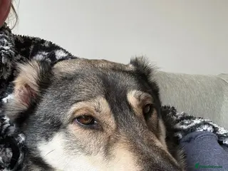 Mixed Breed dogs Beautiful Kira - Advert 2