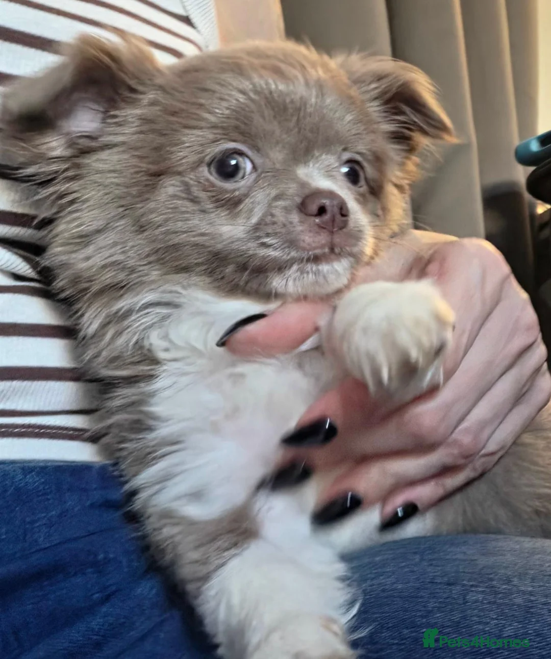 Chihuahua dogs for sale: Kc long coat chihuahua boy lilac & white - Advert 2