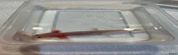 Axolotl reptiles for sale: Axolotl Jeuveniles  - Advert 15