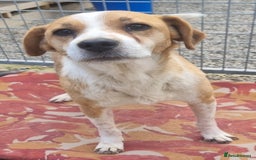 Mixed Breed dogs for adoption: Meet Nina  - Image 2