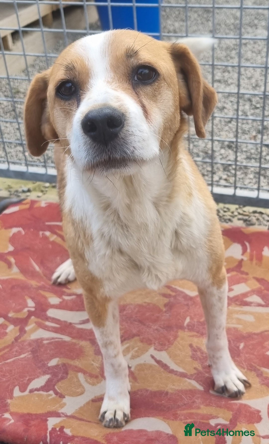 Mixed Breed dogs for adoption: Meet Nina  - Image 2