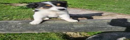 Border Collie dogs for sale: Beautiful Border Collie Puppies - Advert 11