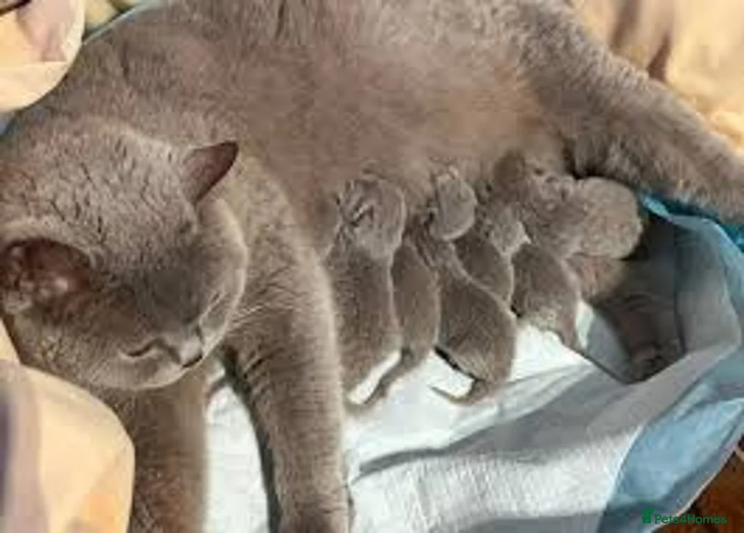 British Shorthair cats for sale: beautiful BSH kittens looking for loving homes - Advert 2