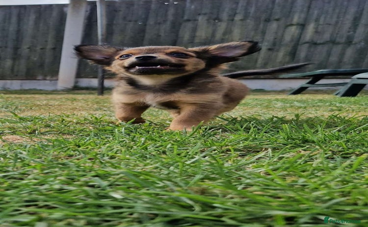 Pomchi dogs - Advert 1