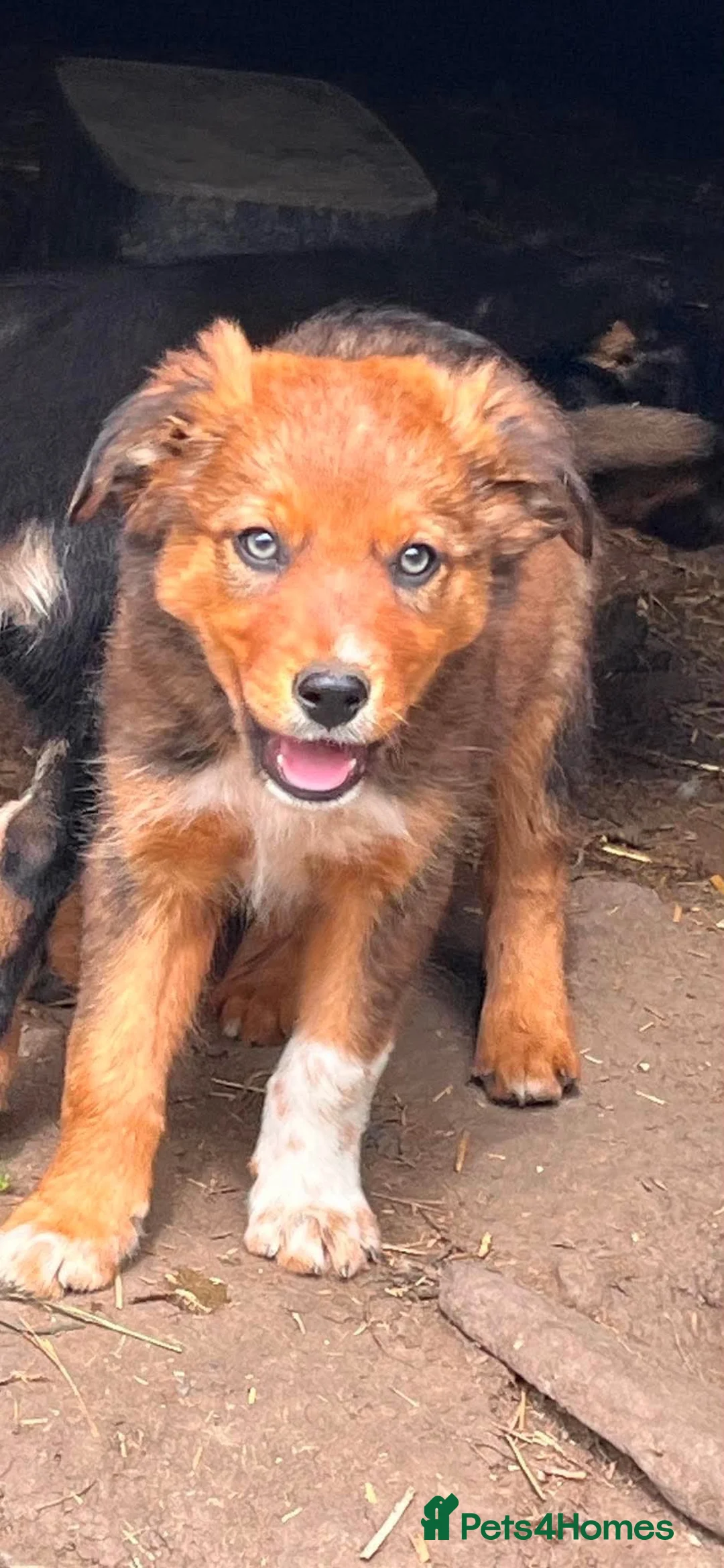 Mixed Breed dogs for sale: 9 stunning pups - Advert 2