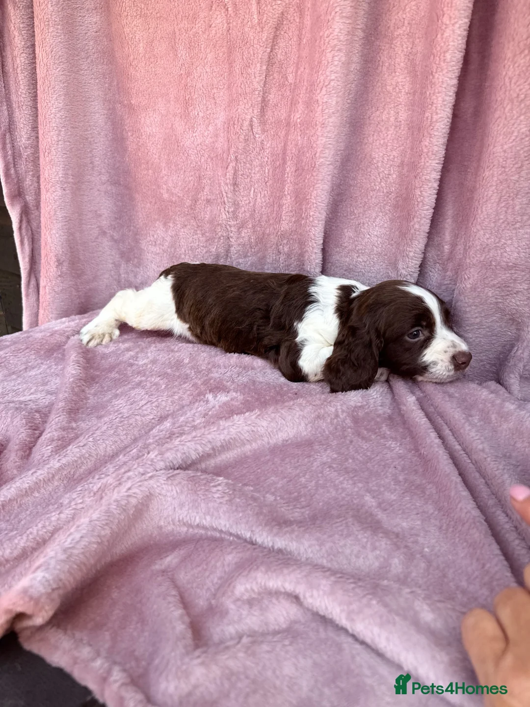 English Springer Spaniel dogs for sale: Millie and her beautiful Babies  in Yeovil - Advert 15