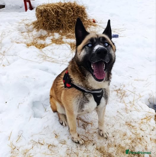 Mixed Breed dogs  RONI  - Advert 10