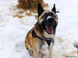 Mixed Breed dogs RONI - Advert 10