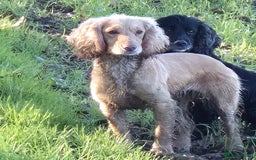 Cocker Spaniel dogs for sale: Working cocker spaniel puppies  - Image 8