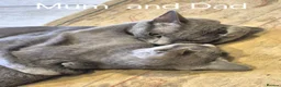 Russian Blue cats for sale: 5 girls and 2 boys Russian Blue - Advert 8