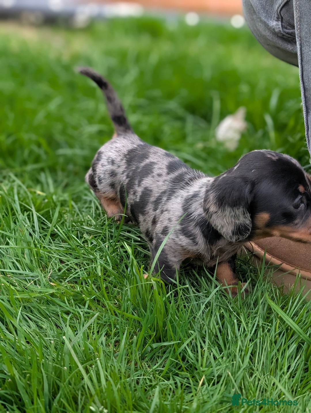 Miniature Dachshund dogs for sale: KC registered miniature dachshund puppies - Image 5