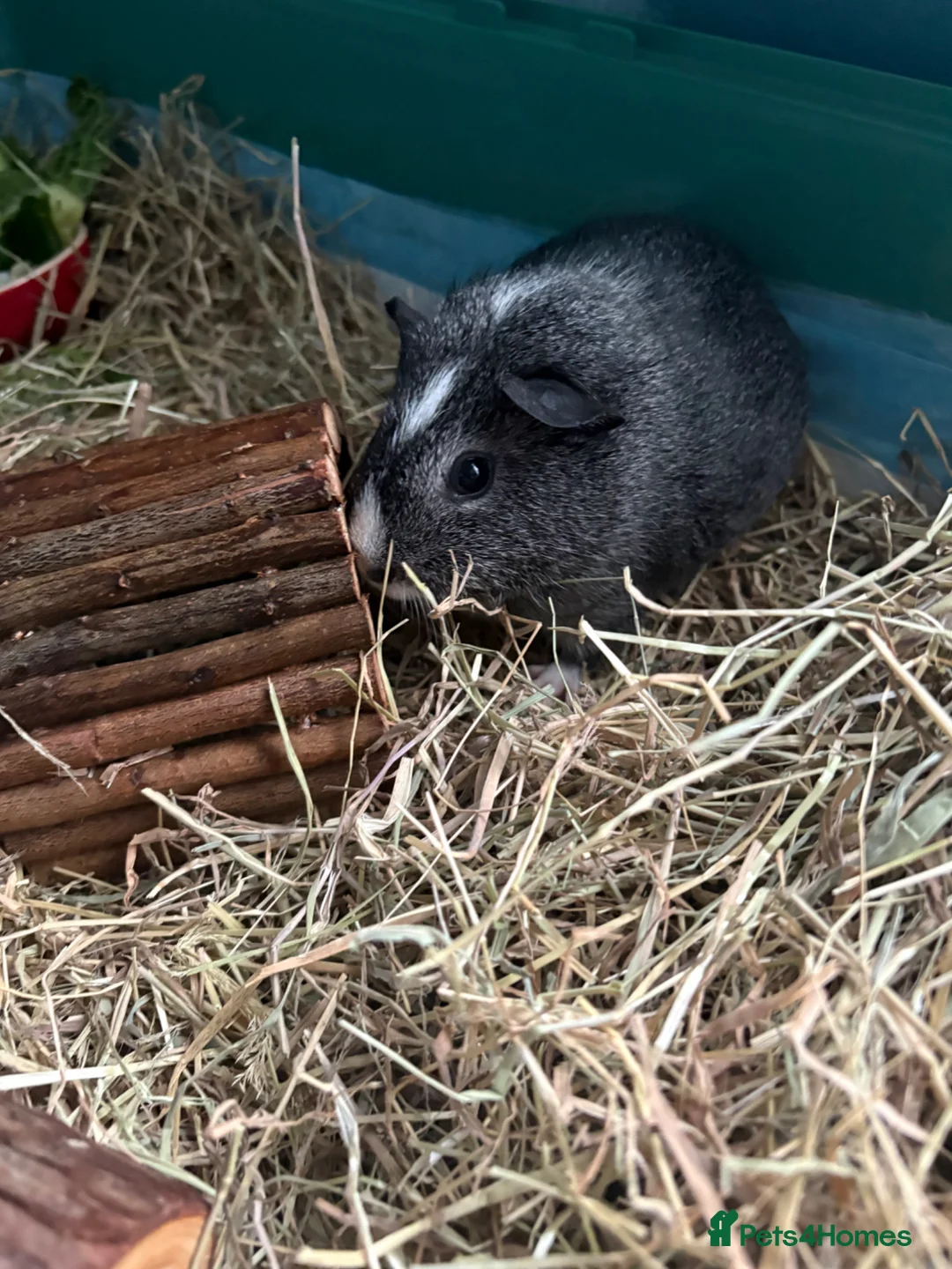 Guinea Pig rodents for sale: 2 male guinea pigs with cage/s!  in Sidcup - Advert 2