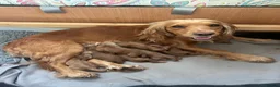 Cockapoo dogs for sale: Cockerpoos red and apricot  in Maldon - Advert 9