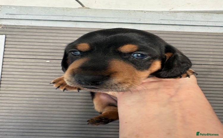 Dachshund dogs - Advert 6