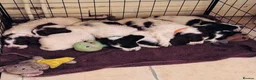 English Springer Spaniel dogs for sale: English springer spaniel puppies - Advert 14