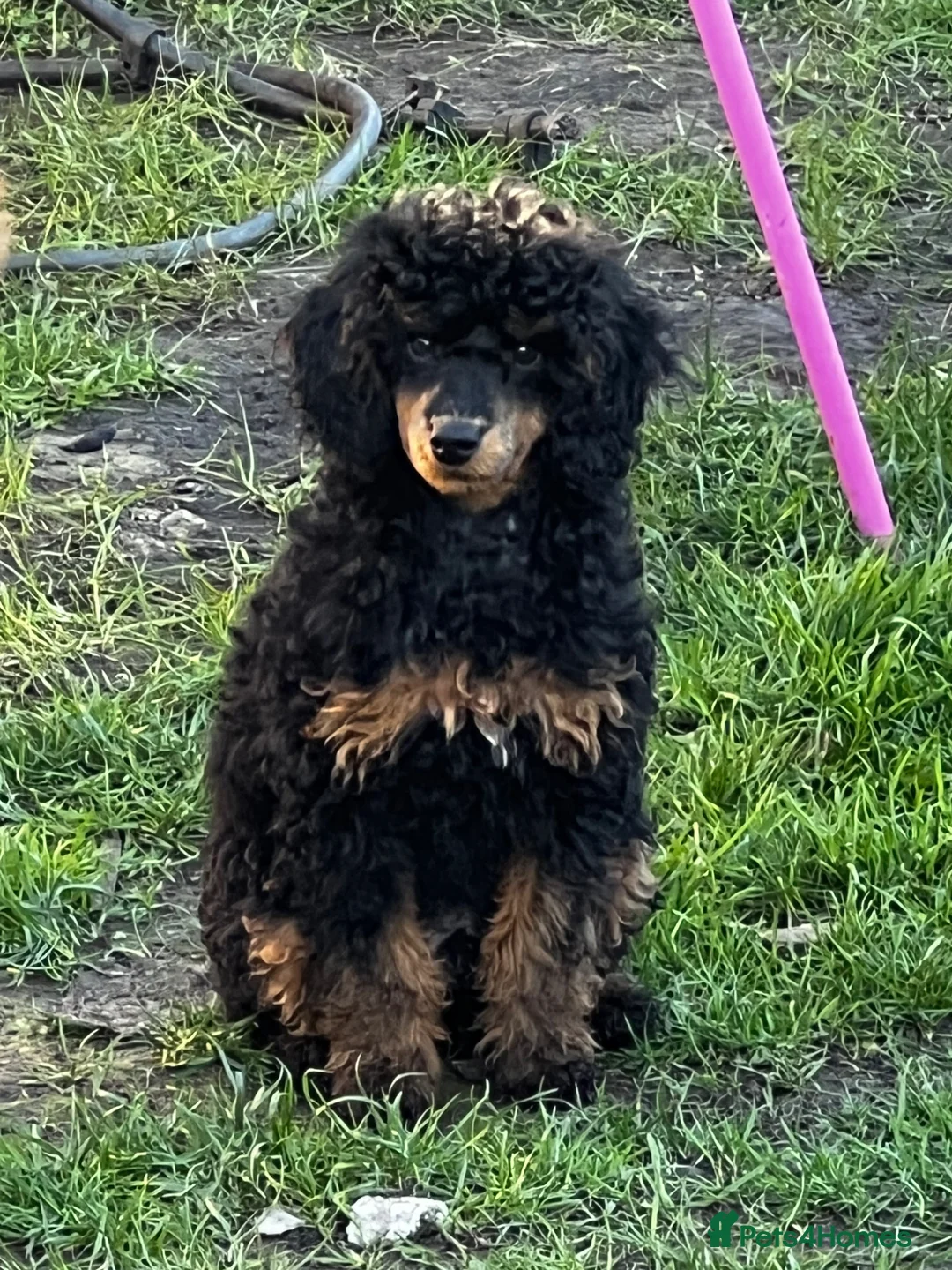 Miniature Poodle dogs for stud: KC Reg and Health Tested STUD DOG in Bacup - Advert 4