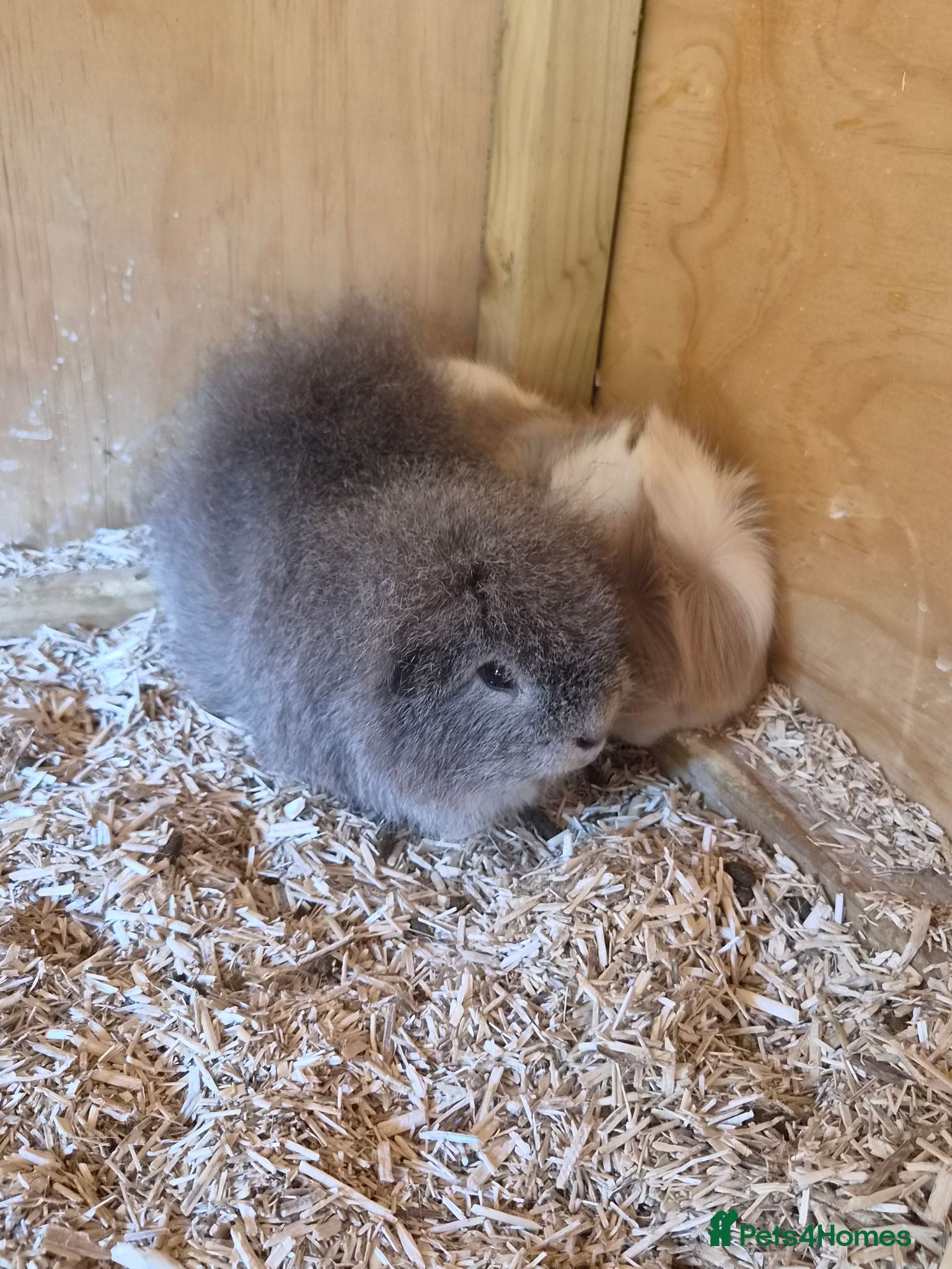 Guinea Pig rodents 3x bonded male guinea pigs - Advert 5