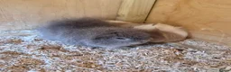 Guinea Pig rodents for sale: 3x bonded male guinea pigs - Advert 1