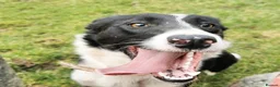 Border Collie dogs for sale: Border collie puppies  - Advert 6