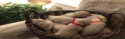 Golden Retriever dogs for sale: Beautiful KC registered golden Retriever puppies - Advert 11