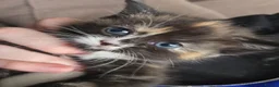 Mixed Breed cats for sale: Stunning tortie girls - Advert 11