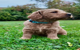 Mini Goldendoodle dogs for sale: Goldendoodle Puppies F2– Therapy & Support Dog Mum - Image 13