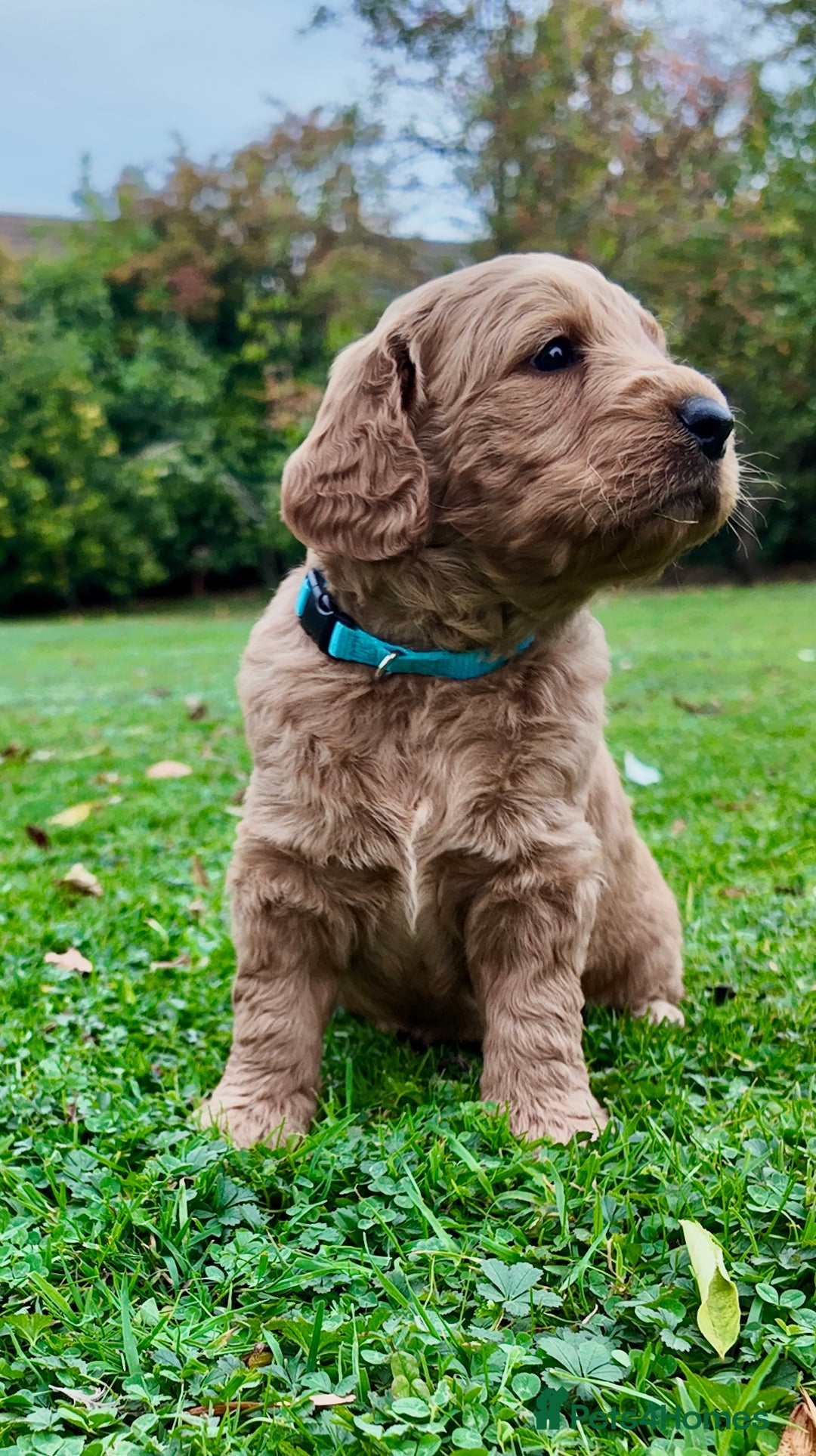 Mini Goldendoodle dogs for sale: Goldendoodle Puppies F2– Therapy & Support Dog Mum - Image 13