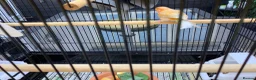Canaries birds for sale: Golden mosaic canary  in Halstead - Advert 2