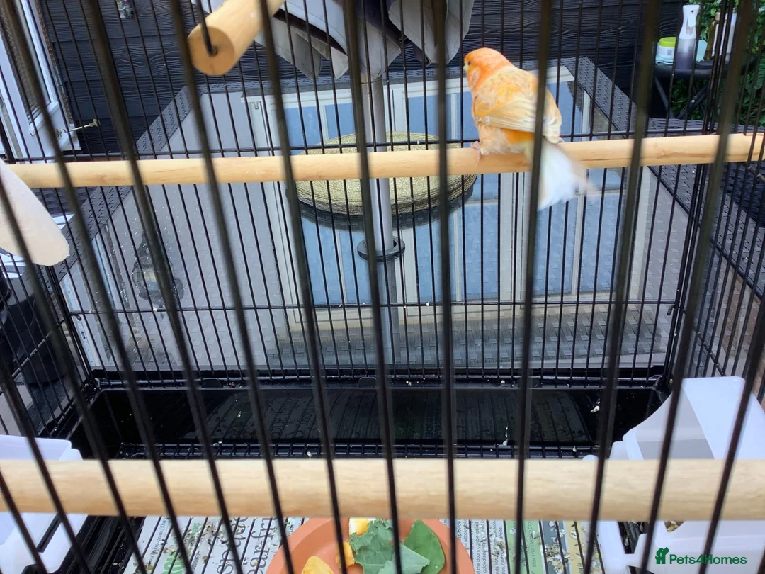 Canaries birds for sale: Golden mosaic canary  in Halstead - Advert 2