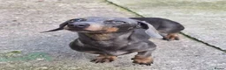 Miniature Dachshund dogs for sale: True minature dachshunds  - Advert 4