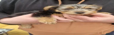 Yorkshire Terrier Puppy 1