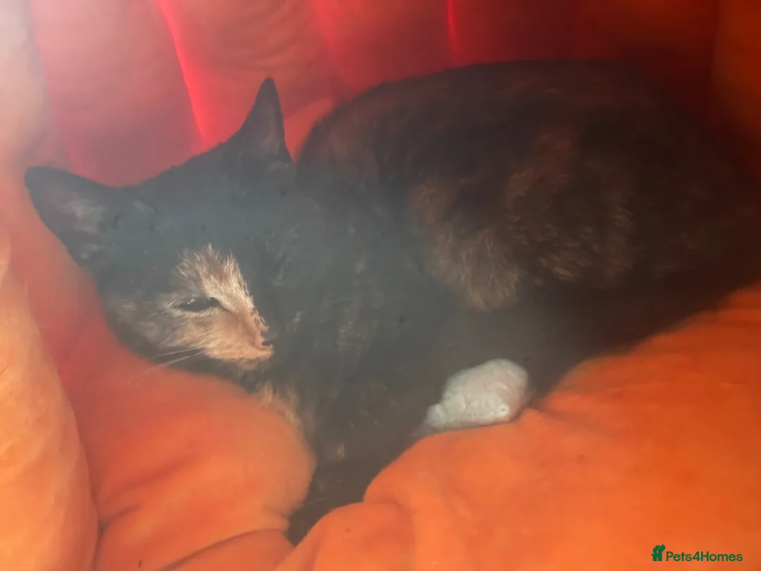 Mixed Breed cats for sale: belly - Advert 1