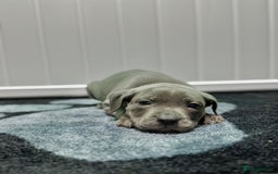 Staffordshire Bull Terrier dogs for sale: Blue Staffordshire Bull Terrier Champion Pups  - Image 3