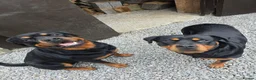 Rottweiler dogs for sale: Rottweiler Puppies For Sale - Advert 12