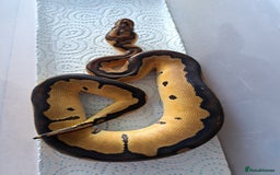 Python Snake reptiles for sale: Royal pythons for sale - Image 6