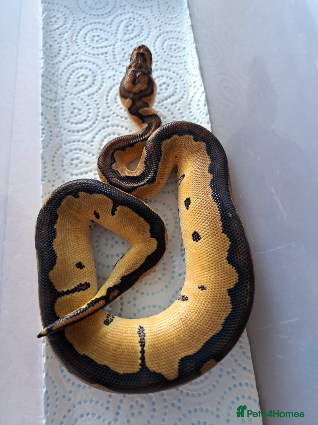 Python Snake reptiles for sale: Royal pythons for sale - Image 6