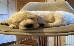 Goldendoodle dogs for stud: Multigenerational Goldendoodle for Stud  - Image 11