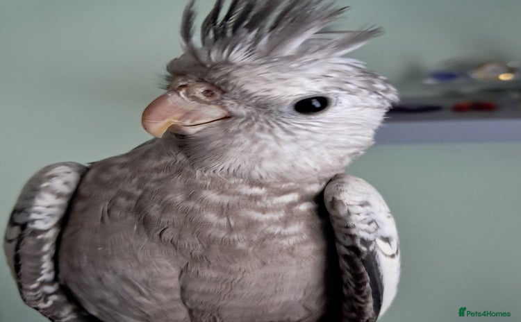 Cockatiels birds - Advert 7