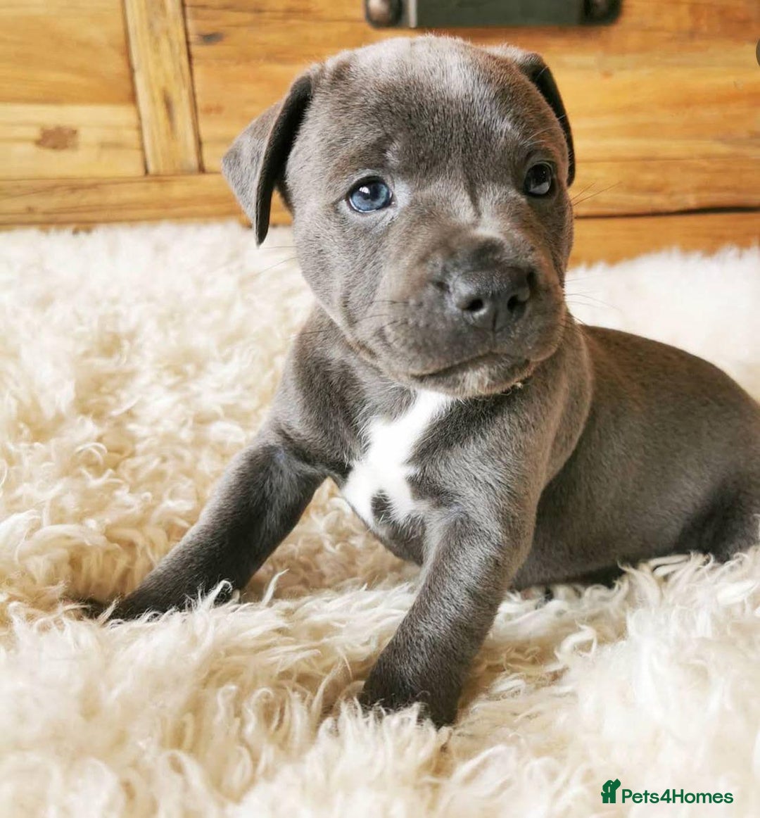 Staffordshire Bull Terrier dogs for sale: Perfect Pure Staffordshire Bull Terrier Puppies - Image 2